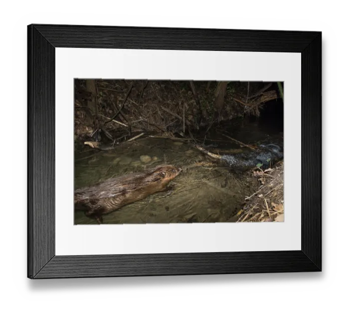 Framed Print : European beaver (Castor fiber) on its dam on a small river at night, Isere, Alps, France. March. Camera trap image Framed Print : European beaver (Castor fiber) on its dam on a small river at night, Isere, Alps, France. March. Camera trap image