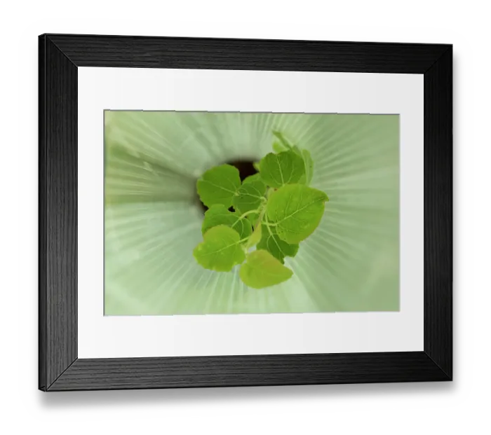 Framed Print : Aspen (Populus tremula) sapling in protective tree guard to prevent damage by grazing deer, Cairngorms National Park, Scotland, UK. May Framed Print : Aspen (Populus tremula) sapling in protective tree guard to prevent damage by grazing deer, Cairngorms National Park, Scotland, UK. May