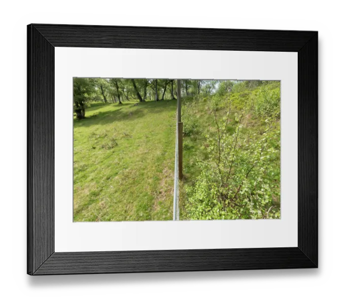 Framed Print : Fenceline showing contrast between sheep grazed and ungrazed Aspen woodland, Cairngorms National Park, Scotland, UK. May, 2023 Framed Print : Fenceline showing contrast between sheep grazed and ungrazed Aspen woodland, Cairngorms National Park, Scotland, UK. May, 2023