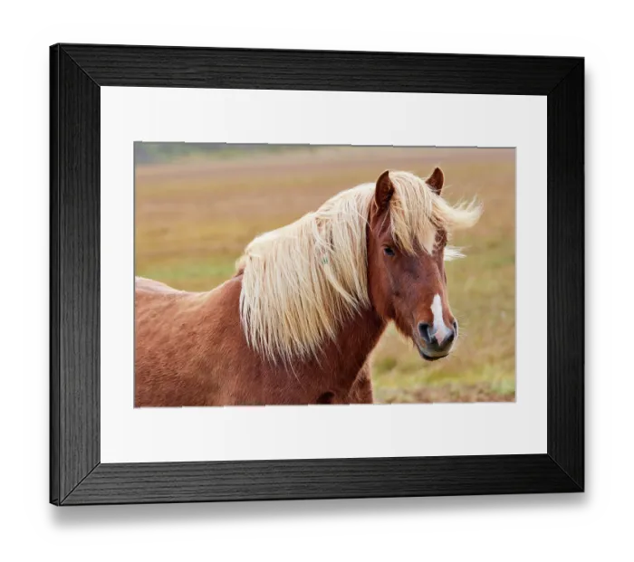 Framed Print : Icelandic horse (Equus caballus) head portrait, Iceland. September