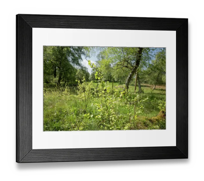 Framed Print : Aspen (Populus tremula) suckers proliferating in the absence of grazing within an enclosed area, Cairngorms National Park, Scotland, UK. May Framed Print : Aspen (Populus tremula) suckers proliferating in the absence of grazing within an enclosed area, Cairngorms National Park, Scotland, UK. May