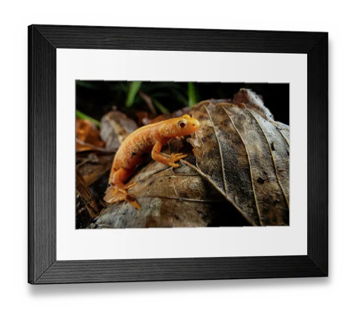 Framed Print : Northern crested newt (Triturus cristatus) albino female on the forest floor at night, Lucerne, Switzerland. March Framed Print : Northern crested newt (Triturus cristatus) albino female on the forest floor at night, Lucerne, Switzerland. March