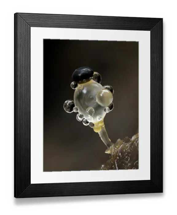 Framed Print : Dung cannon fungus (Pilobolus crystallinus) growing on dung, approx. 2mm tall, with black capsule spore mass visible, West Sussex, England, UK. October. Focus stacked Framed Print : Dung cannon fungus (Pilobolus crystallinus) growing on dung, approx. 2mm tall, with black capsule spore mass visible, West Sussex, England, UK. October. Focus stacked