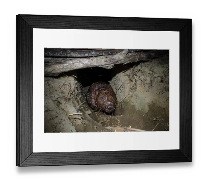 Framed Print : European beaver (Castor fiber) walking through excavated tunnel linking two small rivers at night, Ain, Alps, France. April. Camera trap image