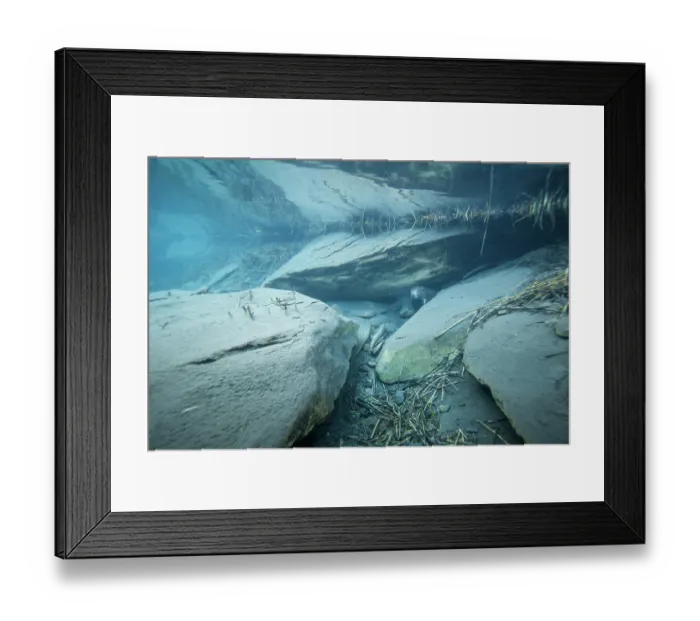 Framed Print : European beaver (Castor fiber) emerging from its underwater burrow, River Rhone, Alps, France. June Framed Print : European beaver (Castor fiber) emerging from its underwater burrow, River Rhone, Alps, France. June