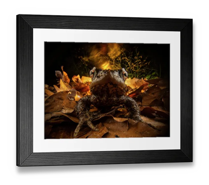 Framed Print : Common toad (Bufo bufo) male, resting amongst leaf litter in the forest with experimental lighting in the background, Lucerne, Switzerland. February Framed Print : Common toad (Bufo bufo) male, resting amongst leaf litter in the forest with experimental lighting in the background, Lucerne, Switzerland. February