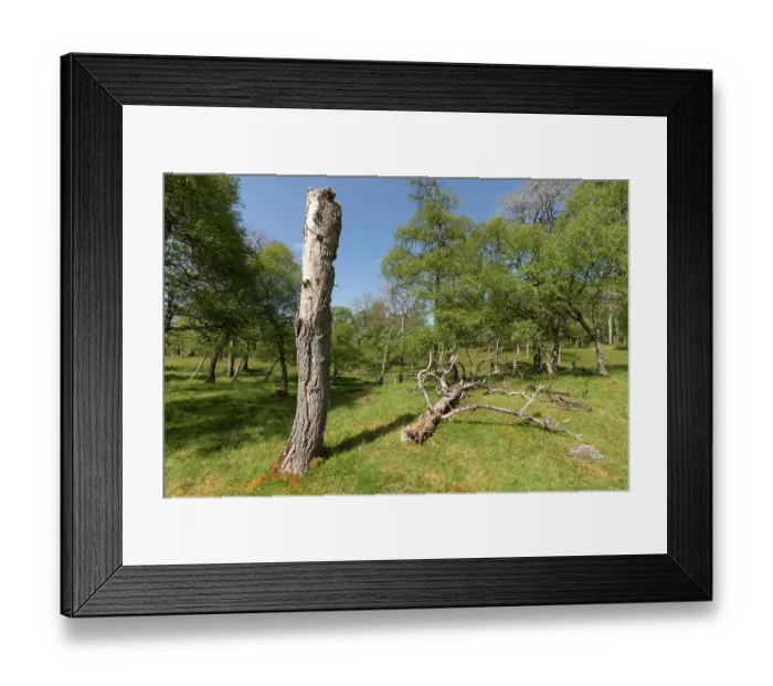 Framed Print : Dead Aspen tree (Populus tremula) providing standing deadwood habitat, Cairngorms National Park, Scotland, UK. May Framed Print : Dead Aspen tree (Populus tremula) providing standing deadwood habitat, Cairngorms National Park, Scotland, UK. May