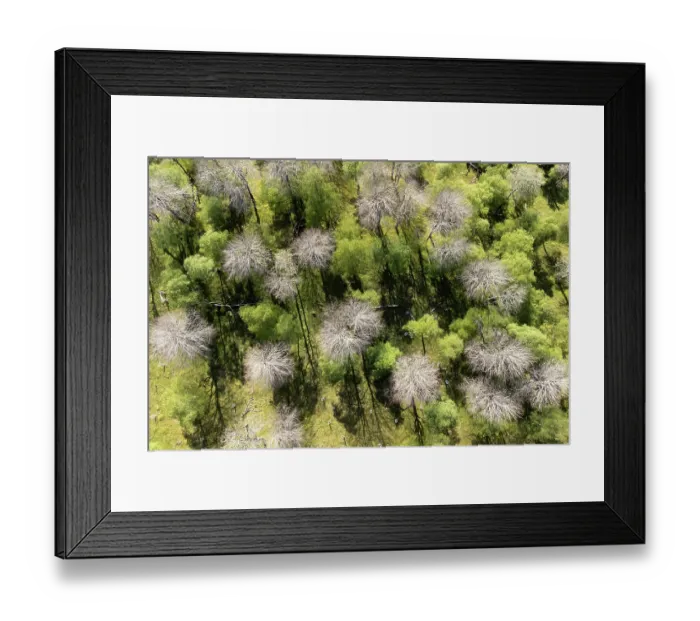 Framed Print : Aerial view of Aspen (Populus tremula) and Birch (Betula pendula) woodland in early spring with the Aspen showing clearly in the absence of leaf, Tulloch Framed Print : Aerial view of Aspen (Populus tremula) and Birch (Betula pendula) woodland in early spring with the Aspen showing clearly in the absence of leaf, Tulloch
