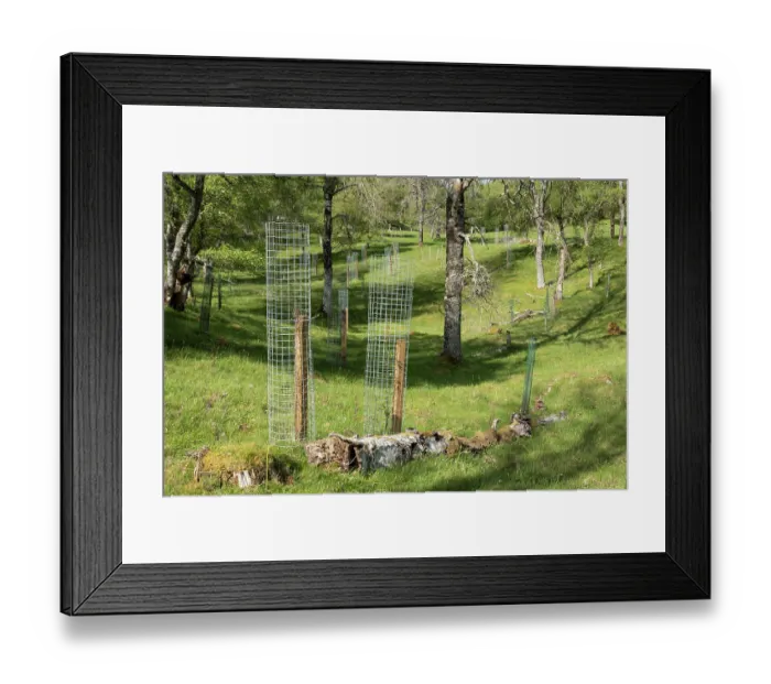 Framed Print : Aspen (Populus tremula) sucker from parent tree protected from browsing with wire netting, Cairngorms National Park, Scotland, UK. May Framed Print : Aspen (Populus tremula) sucker from parent tree protected from browsing with wire netting, Cairngorms National Park, Scotland, UK. May