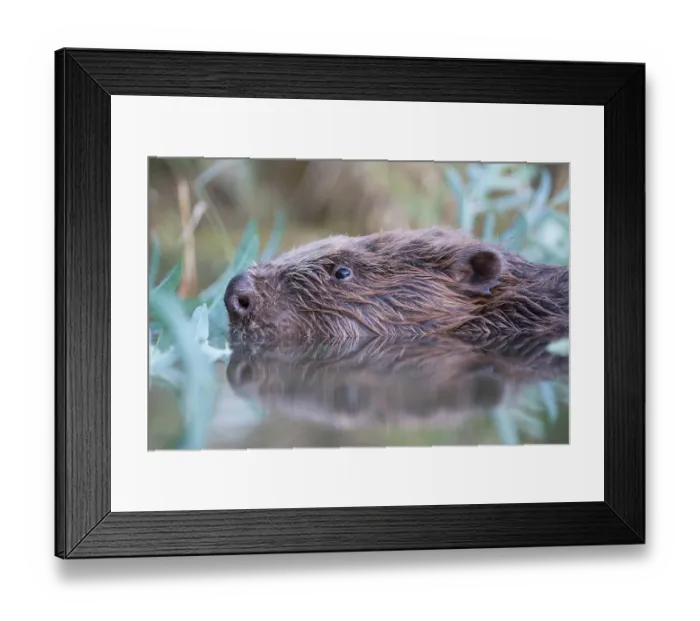 Framed Print : European beaver (Castor fiber) swimming on the surface, River Rhone, Alps, France. July
