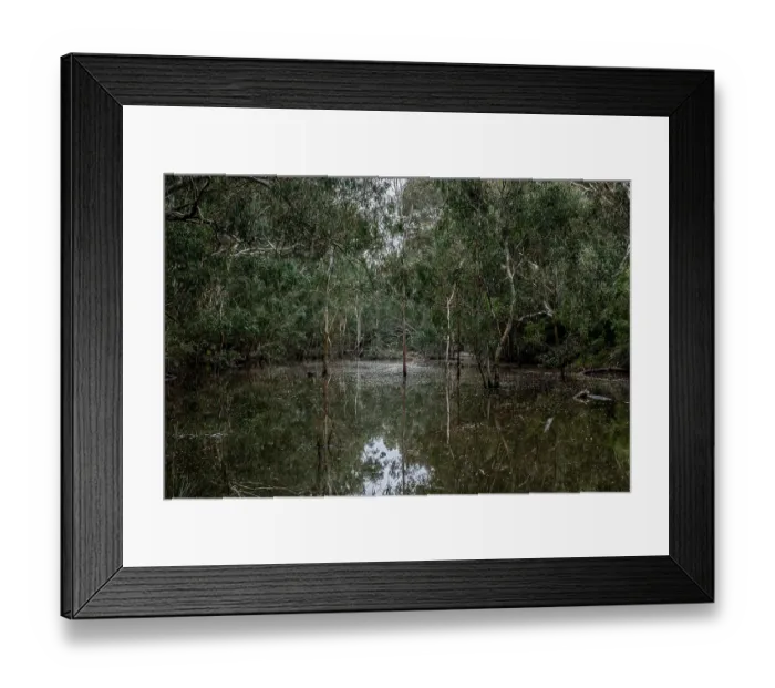 Framed Print : Bolin Bolin billabong surrounded by gum trees, Bulleen, Victoria, Australia . July, 2021