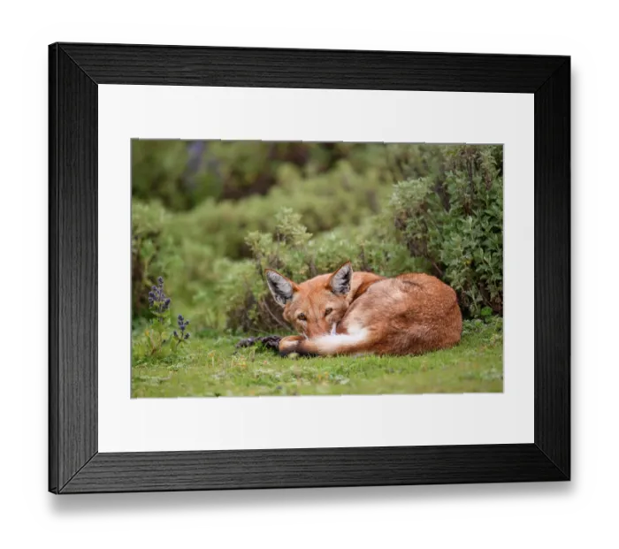 Framed Print : Ethiopian wolf (Canis simensis) resting in afroalpine vegetation, Bale Mountains National Park, Ethiopia, Endangered