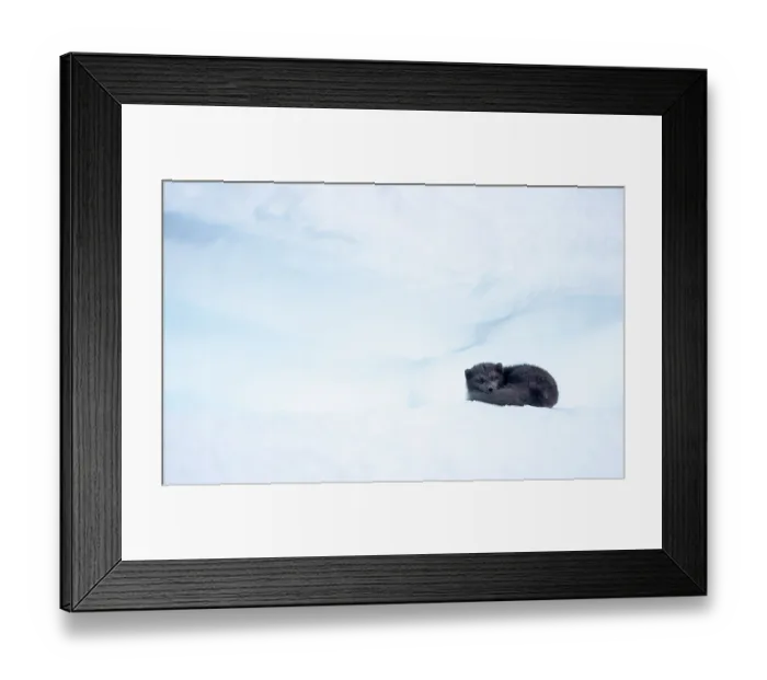 Framed Print : Arctic fox (Vulpes lagopus) curled up, sleeping on snow, Iceland. March Framed Print : Arctic fox (Vulpes lagopus) curled up, sleeping on snow, Iceland. March