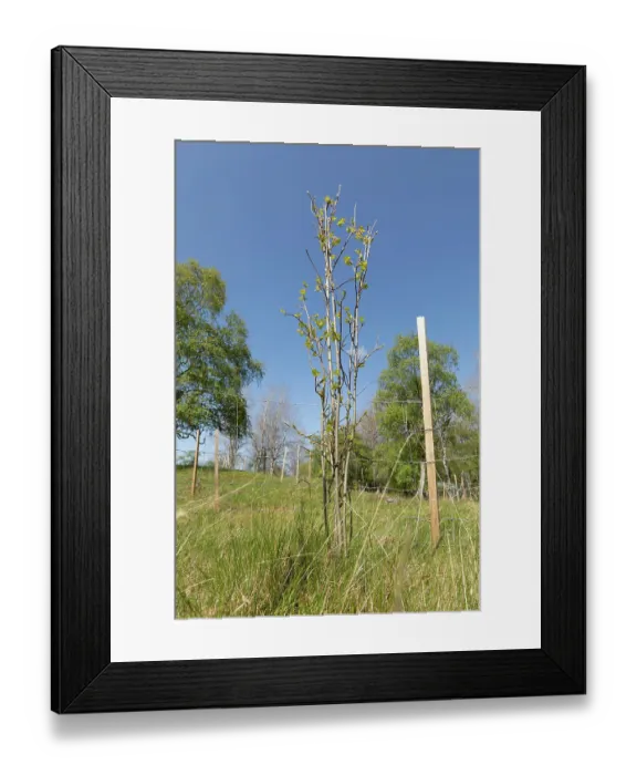Framed Print : Aspen (Populus tremula) suckers from parent tree protected from browsing with wire netting, Cairngorms National Park, Scotland, UK. May Framed Print : Aspen (Populus tremula) suckers from parent tree protected from browsing with wire netting, Cairngorms National Park, Scotland, UK. May