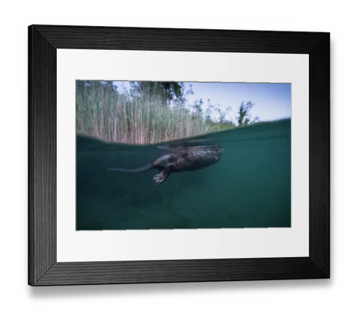 Framed Print : Split level view of European beaver (Castor fiber) swimming on the surface, River Rhone, Alps, France. June Framed Print : Split level view of European beaver (Castor fiber) swimming on the surface, River Rhone, Alps, France. June