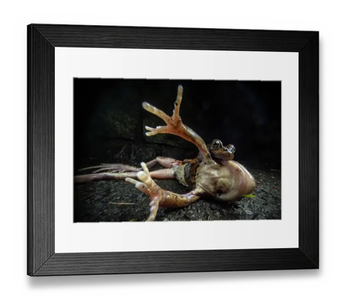 Framed Print : Common frogs (Rana temporaria) pair in amplexus on a road, the female on its side unable to move due to the males aggressive grabbing, Lucerne, Switzerland. March