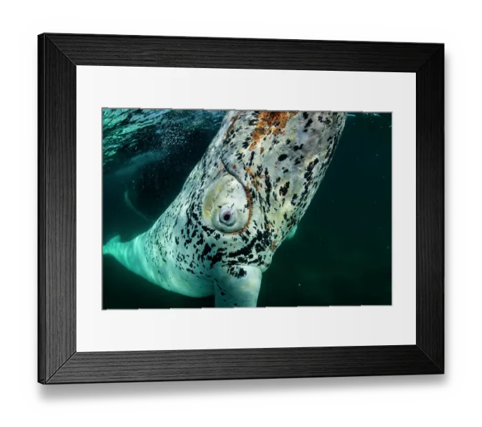 Framed Print : Southern right whale (Eubalaena australis) leucistic calf, swimming next to its mother, portrait, Golfo Nuevo, Peninsula Valdes, Chubut Province, Argentina, Atlantic Ocean Framed Print : Southern right whale (Eubalaena australis) leucistic calf, swimming next to its mother, portrait, Golfo Nuevo, Peninsula Valdes, Chubut Province, Argentina, Atlantic Ocean