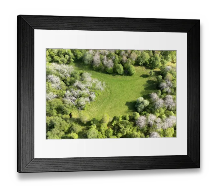 Framed Print : Aerial view of Aspen (Populus tremula) and Birch (Betula pendula) woodland showing sheep grazed area with no regeneration, Tulloch, Cairngorms National Park, Scotland, UK. May