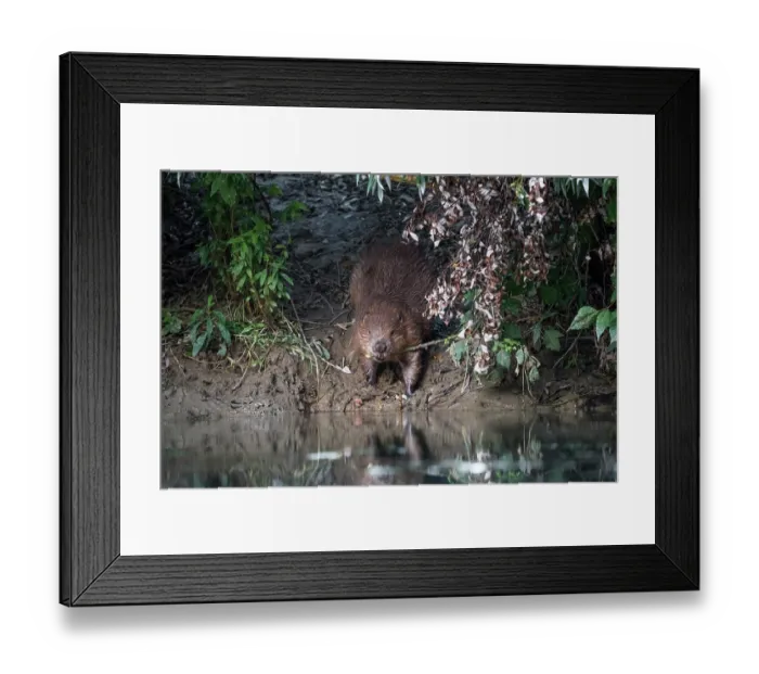 Framed Print : European beaver (Castor fiber) returning to the river via a beaver path carrying a branch in its mouth, River Rhone, Alps, France. July