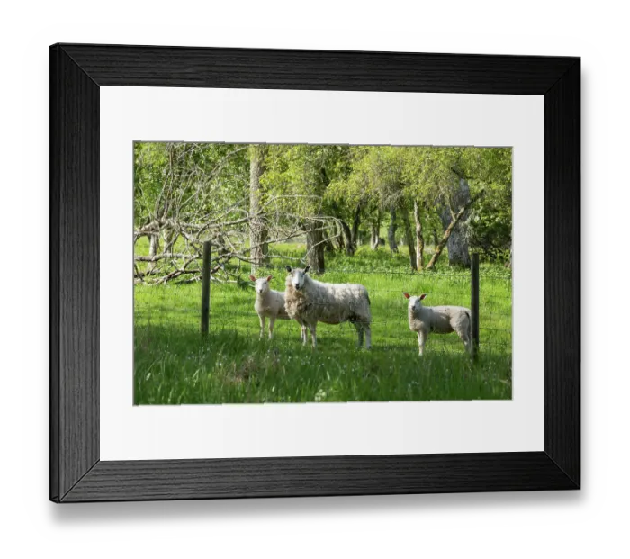 Framed Print : Sheep excluded from aspen woodland to help reduce the impact of grazing on saplings, Cairngorms National Park, Scotland, UK. May Framed Print : Sheep excluded from aspen woodland to help reduce the impact of grazing on saplings, Cairngorms National Park, Scotland, UK. May