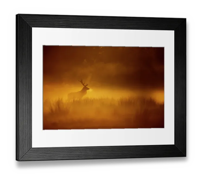 Framed Print : Red deer (Cervus elaphus) stag in early morning mist, UK. October Framed Print : Red deer (Cervus elaphus) stag in early morning mist, UK. October