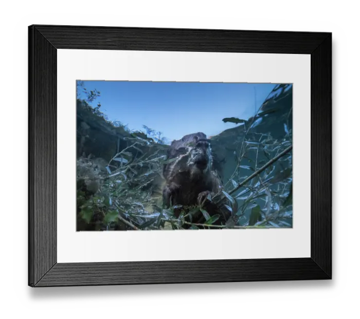 Framed Print : European beaver (Castor fiber) feeding on branches in river at dusk, underwater view, River Rhone, Alps, France. June