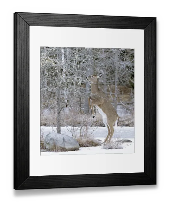 Framed Print : White-tailed deer (Odocoileus virginianus) doe, standing on hind legs reaching up to feed on lichen in tree, Acadia National Park, Maine, USA. February Framed Print : White-tailed deer (Odocoileus virginianus) doe, standing on hind legs reaching up to feed on lichen in tree, Acadia National Park, Maine, USA. February