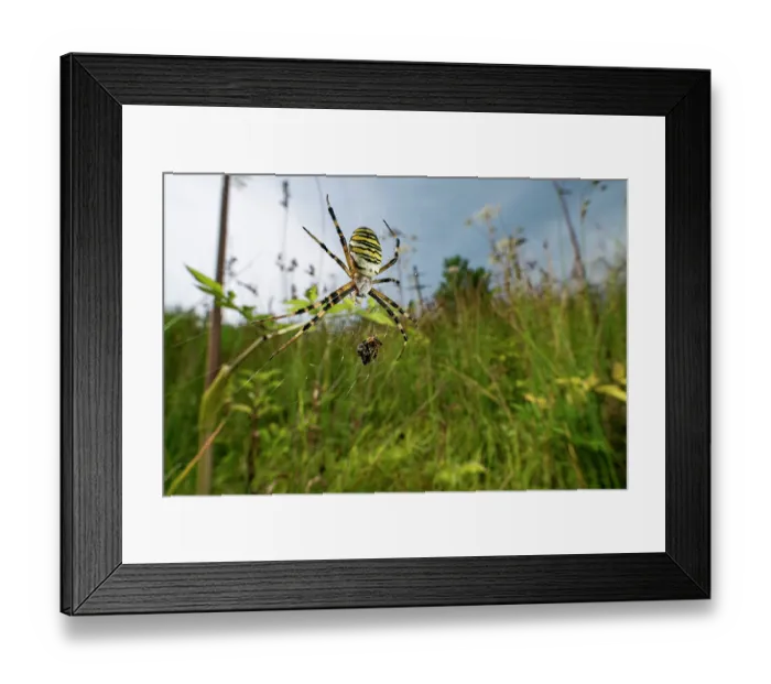 Framed Print : RF - Wasp spider (Argiope bruennichi) female, resting on its web with prey in grassland, Lucerne, Switzerland. August Framed Print : RF - Wasp spider (Argiope bruennichi) female, resting on its web with prey in grassland, Lucerne, Switzerland. August