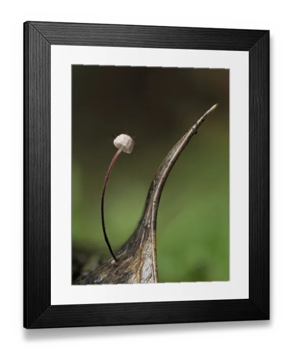 Framed Print : Holly parachute fungus (Marasmius hudsonii) on rotting Holly (Ilex aquifolium) leaf, West Sussex, England, UK. October. Focus stacked Framed Print : Holly parachute fungus (Marasmius hudsonii) on rotting Holly (Ilex aquifolium) leaf, West Sussex, England, UK. October. Focus stacked