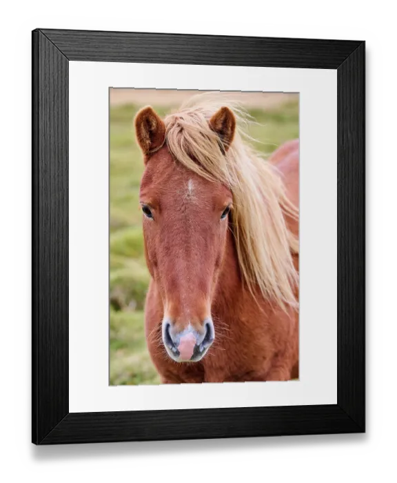 Framed Print : Icelandic horse (Equus caballus) head portrait, Iceland. September