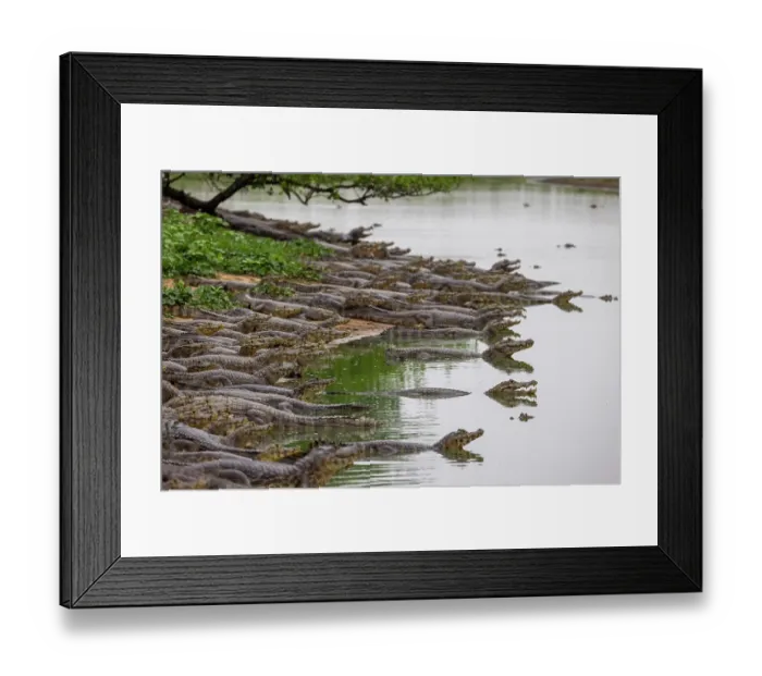 Framed Print : Jacare caimans (Caiman yacare) congregating in the few remaining areas of water during the dry season, Cerrado, Brazil Framed Print : Jacare caimans (Caiman yacare) congregating in the few remaining areas of water during the dry season, Cerrado, Brazil