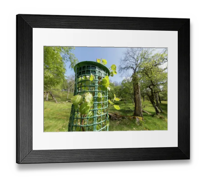 Framed Print : Aspen (Populus tremula) sapling in tree guard to protect from browsing, Cairngorms National Park, Scotland, UK. May