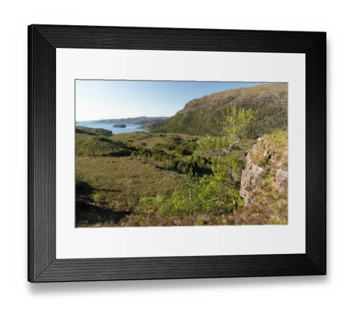 Framed Print : Aspen (Populus tremula) growing on rocky outcrop, Kinloch Woodlands, Shieldaig, Wester Ross, Scotland, UK. May
