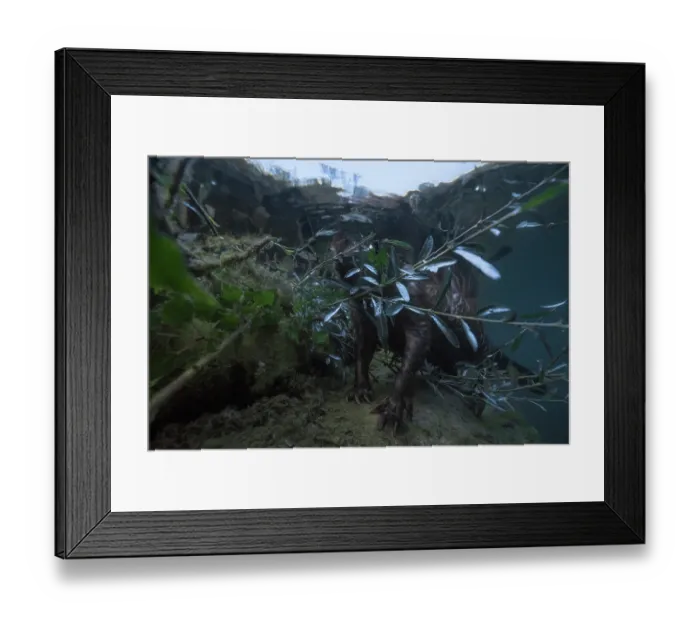 Framed Print : European beaver (Castor fiber) feeding on branches in river at dusk, underwater view, River Rhone, Alps, France. June