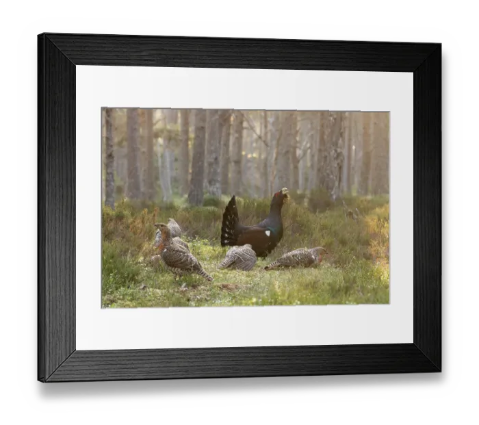 Framed Print : Capercaillie (Tetrao urogallus) male displaying surrounded by females on lek at sunrise, Cairngorms, Scotland, UK. April Framed Print : Capercaillie (Tetrao urogallus) male displaying surrounded by females on lek at sunrise, Cairngorms, Scotland, UK. April