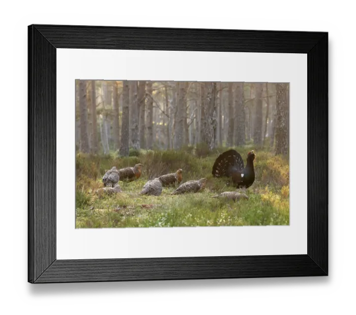 Framed Print : Capercaillie (Tetrao urogallus) male displaying surrounded by females on lek at sunrise, Cairngorms, Scotland, UK. April Framed Print : Capercaillie (Tetrao urogallus) male displaying surrounded by females on lek at sunrise, Cairngorms, Scotland, UK. April