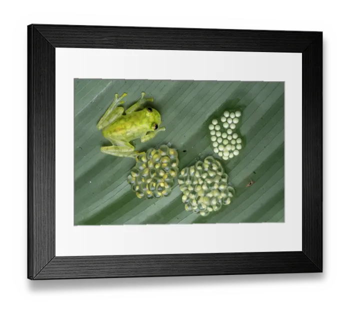 Framed Print : Reticulated glassfrog (Hyalinobatrachium valerioi) male guarding three egg clusters in different development stages, on leaf, Osa Peninsula, Costa Rica. Focus-stacked image Framed Print : Reticulated glassfrog (Hyalinobatrachium valerioi) male guarding three egg clusters in different development stages, on leaf, Osa Peninsula, Costa Rica. Focus-stacked image