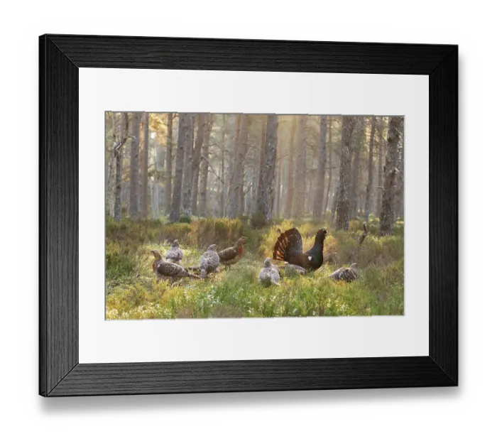 Framed Print : Capercaillie (Tetrao urogallus) male displaying surrounded by females on lek at sunrise, Cairngorms, Scotland, UK. April Framed Print : Capercaillie (Tetrao urogallus) male displaying surrounded by females on lek at sunrise, Cairngorms, Scotland, UK. April