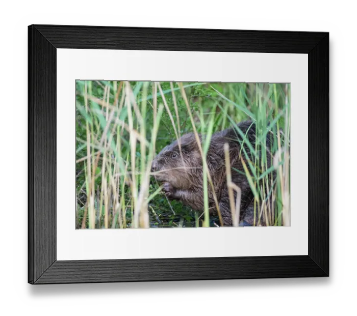 Framed Print : European beaver (Castor fiber) feeding on reeds in reed bed, River Rhone, Alps, France. July Framed Print : European beaver (Castor fiber) feeding on reeds in reed bed, River Rhone, Alps, France. July