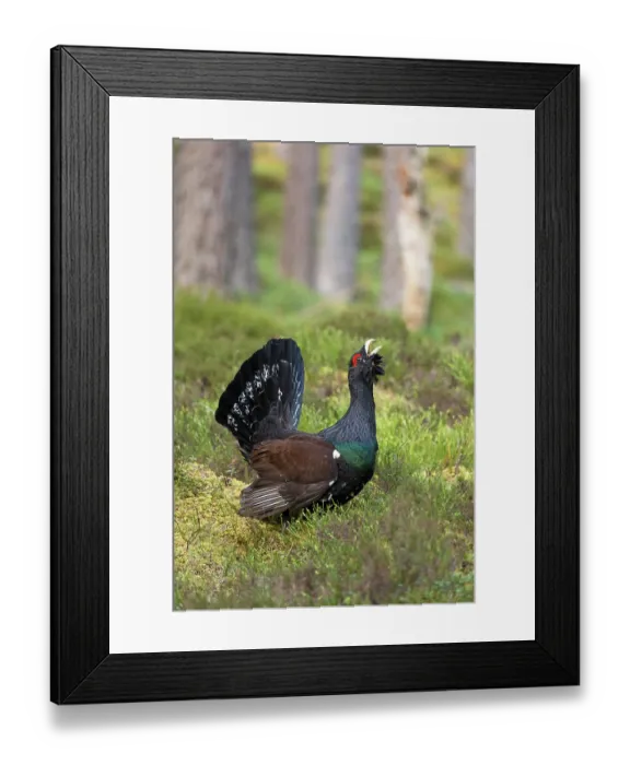 Framed Print : Capercaillie (Tetrao urogallus) male, displaying at lek, Cairngorms, Scotland, UK. April