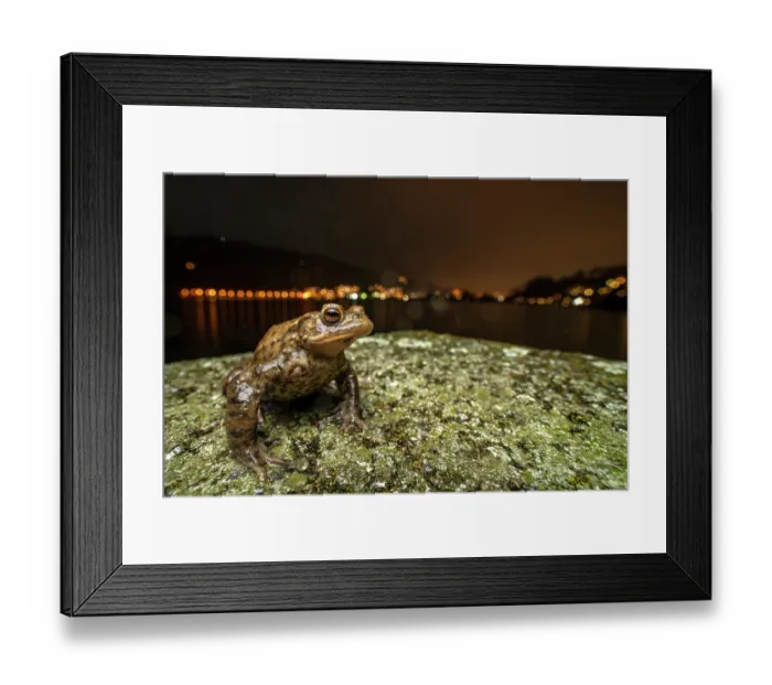 Framed Print : Common toad (Bufo bufo) posing in front of the city lights at night during amphibian migration, Lucerne, Switzerland. March Framed Print : Common toad (Bufo bufo) posing in front of the city lights at night during amphibian migration, Lucerne, Switzerland. March