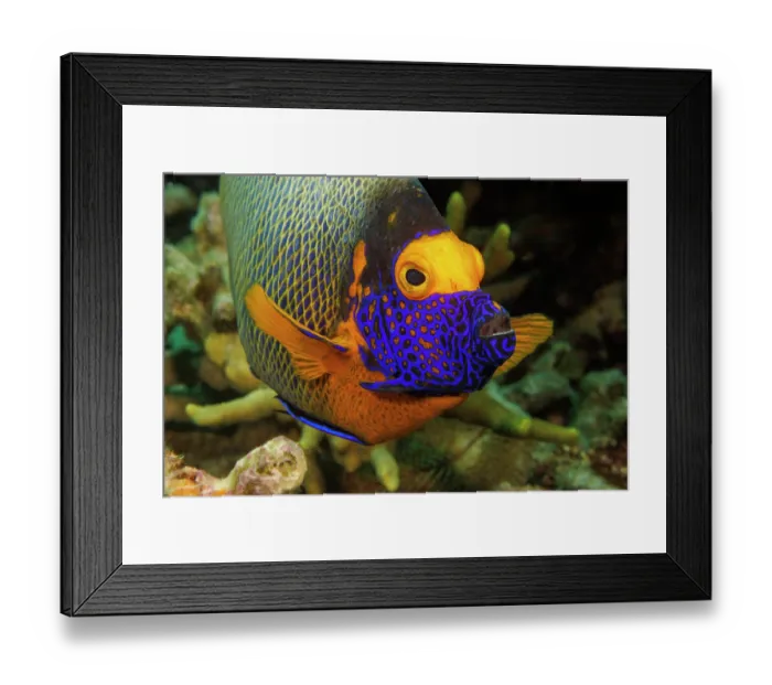 Framed Print : Yellowmask angelfish (Pomacanthus xanthometopon) portrait, Yap, Federated States of Micronesia, Pacific Ocean Framed Print : Yellowmask angelfish (Pomacanthus xanthometopon) portrait, Yap, Federated States of Micronesia, Pacific Ocean