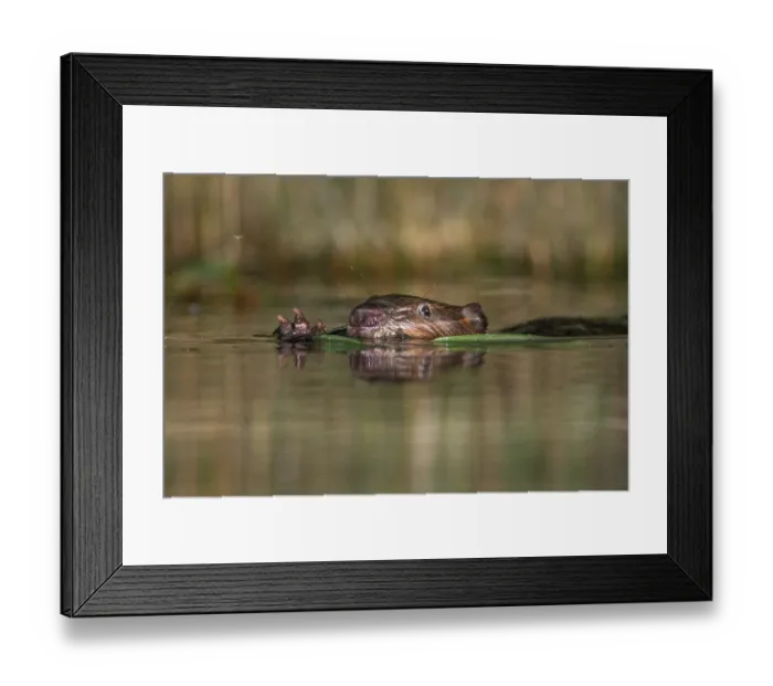 Framed Print : RF - European beaver (Castor fiber) swimming on the surface with a reed in its mouth, River Rhone, Alps, France Framed Print : RF - European beaver (Castor fiber) swimming on the surface with a reed in its mouth, River Rhone, Alps, France