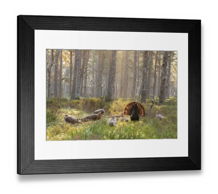 Framed Print : Capercaillie (Tetrao urogallus) male displaying surrounded by females on lek at sunrise, Cairngorms, Scotland, UK. April Framed Print : Capercaillie (Tetrao urogallus) male displaying surrounded by females on lek at sunrise, Cairngorms, Scotland, UK. April