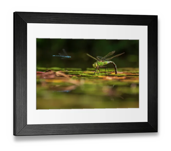 Framed Print : Emperor dragonfly (Anax imperator) female, ovipositing in pond, with an Azure damselfly (Coenagrion puella) male hovering close by, Cornwall, England, UK. July Framed Print : Emperor dragonfly (Anax imperator) female, ovipositing in pond, with an Azure damselfly (Coenagrion puella) male hovering close by, Cornwall, England, UK. July