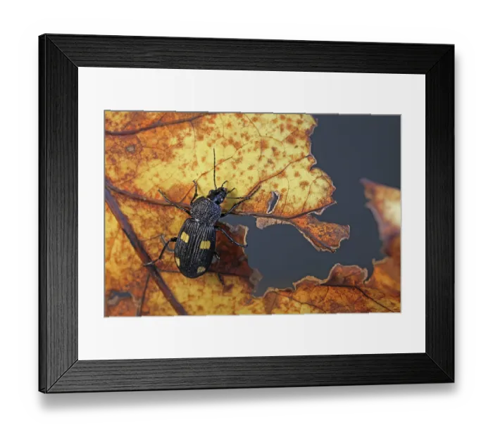 Framed Print : Yellow spotted ground beetle (Craspedophorus) crawling on dried leaf, Balgowan, KwaZulu Natal, South Africa. Controlled conditions Framed Print : Yellow spotted ground beetle (Craspedophorus) crawling on dried leaf, Balgowan, KwaZulu Natal, South Africa. Controlled conditions