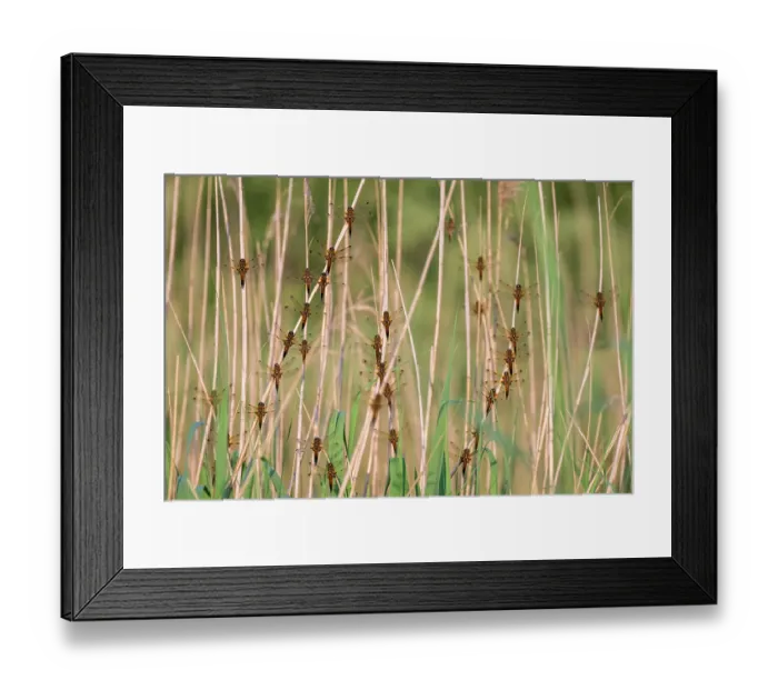 Framed Print : Group of Four-spotted chaser dragonflies (Libellula quadrimaculata) roosting in early morning light, Ham Wall RSPB Nature Reserve, Somerset Levels, England, UK. May Framed Print : Group of Four-spotted chaser dragonflies (Libellula quadrimaculata) roosting in early morning light, Ham Wall RSPB Nature Reserve, Somerset Levels, England, UK. May