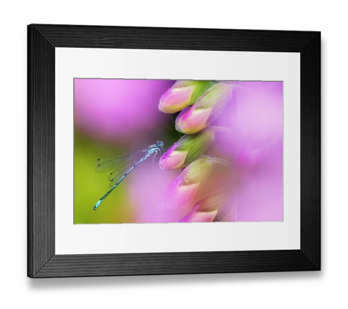 Framed Print : Azure damselfly (Coenagrion puella) male, resting on a Common foxglove (Digitalis purpurea) flower, Broxwater, Cornwall, England, UK. June Framed Print : Azure damselfly (Coenagrion puella) male, resting on a Common foxglove (Digitalis purpurea) flower, Broxwater, Cornwall, England, UK. June