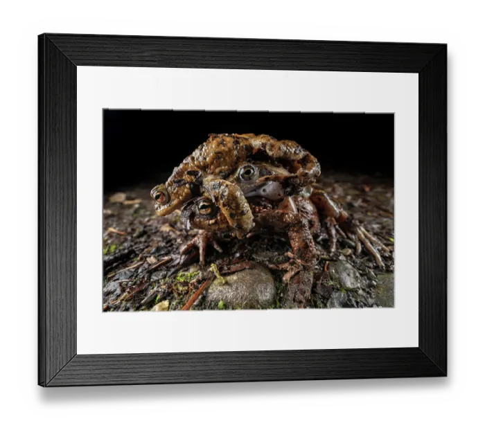 Framed Print : Common frog (Rana temporaria) in amplexus with a Common toad (Bufo bufo) with another toad grabbing on, Lucerne, Switzerland. March Framed Print : Common frog (Rana temporaria) in amplexus with a Common toad (Bufo bufo) with another toad grabbing on, Lucerne, Switzerland. March