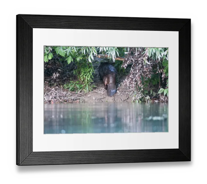 Framed Print : European beaver (Castor fiber) walking up riverbank to look for food, River Rhone, Alps, France. July Framed Print : European beaver (Castor fiber) walking up riverbank to look for food, River Rhone, Alps, France. July